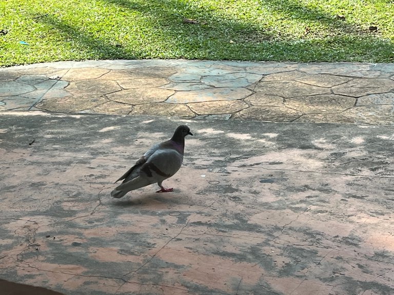 IMG_0466.JPG