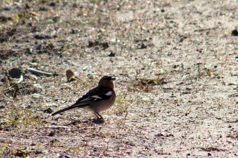 Common chaffinch