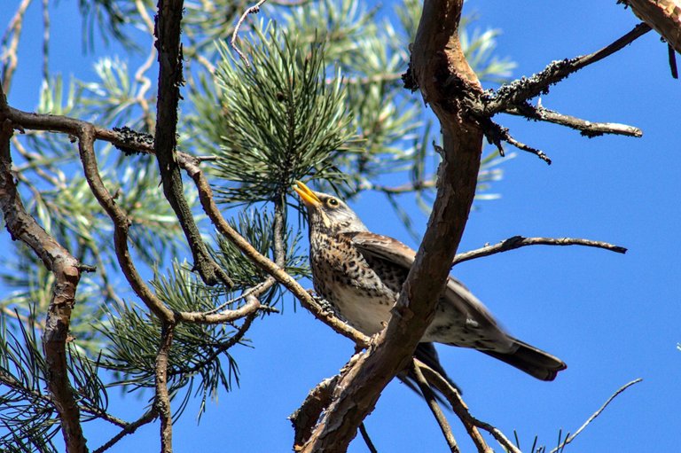 Räkättirastas // Fieldfare