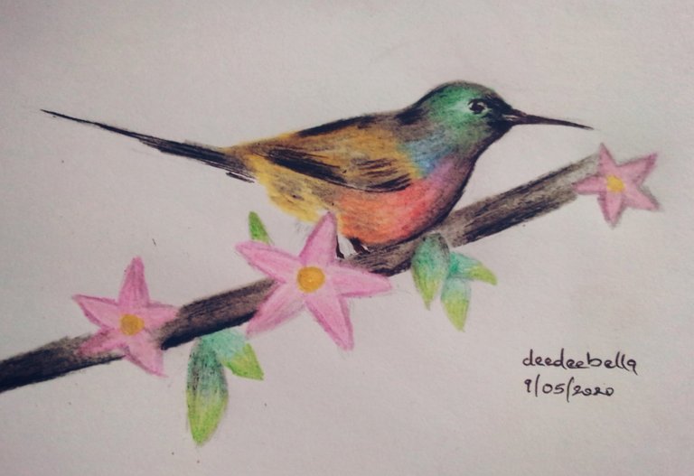 hummingbird drawing colour