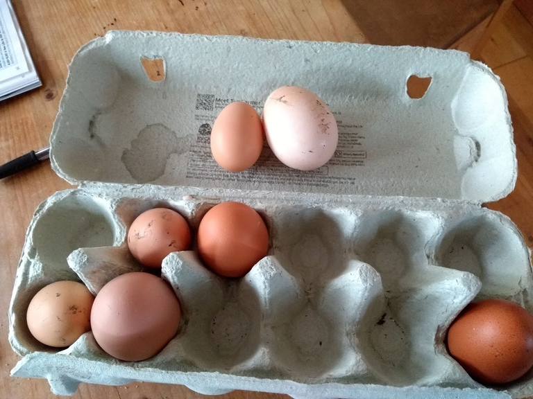 Eggs