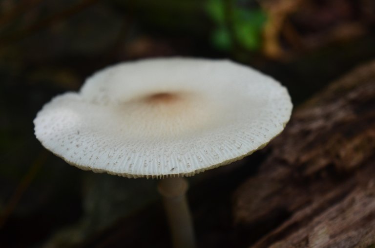 7x14i3gmo7.jpg