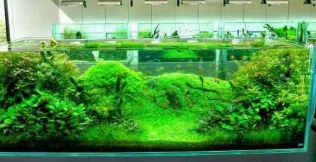 The Beauty Of Aquascape Art Planted In Water Hive