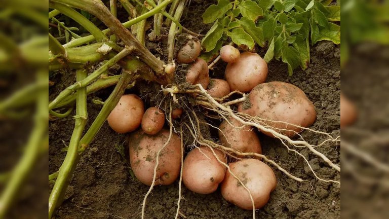 My Journey with Homesteading and Potatoes
