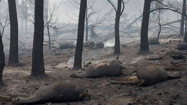 Resultado de imagen para animales huyendo de la vegetaciÃ³n