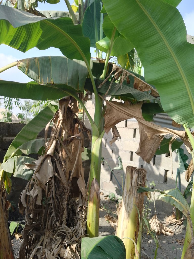 Wonders of the Plantain Stem Water.