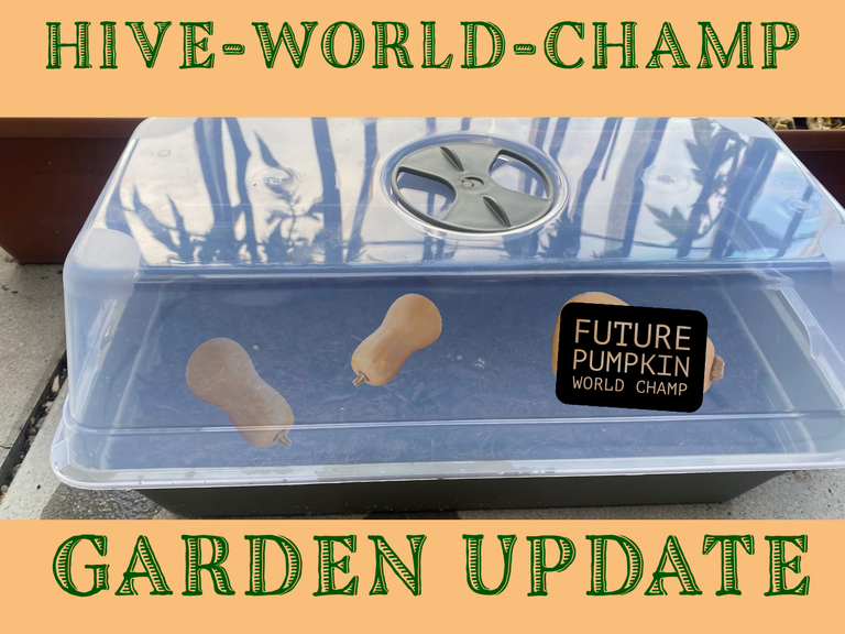 Hive World Pumpkin Championship 2024 garden update