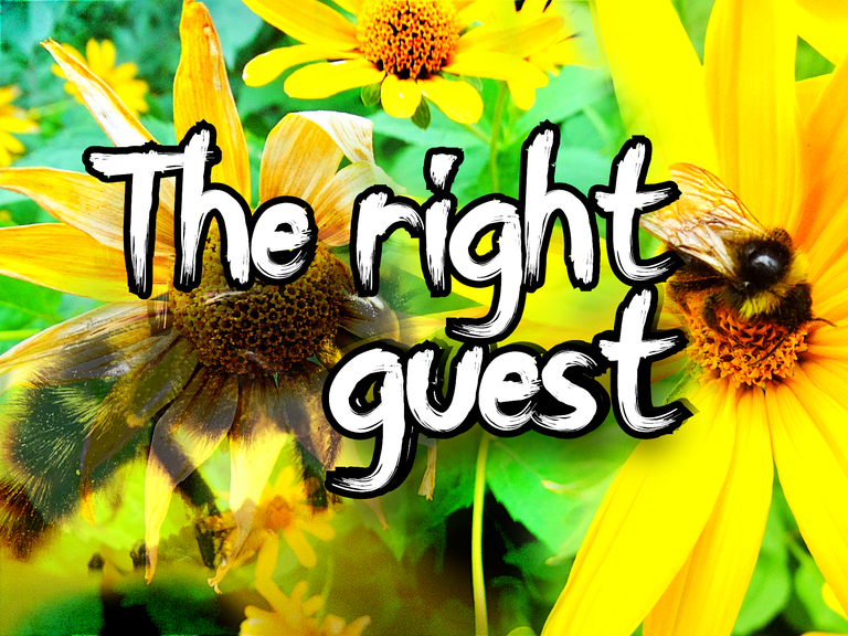 The right guest.