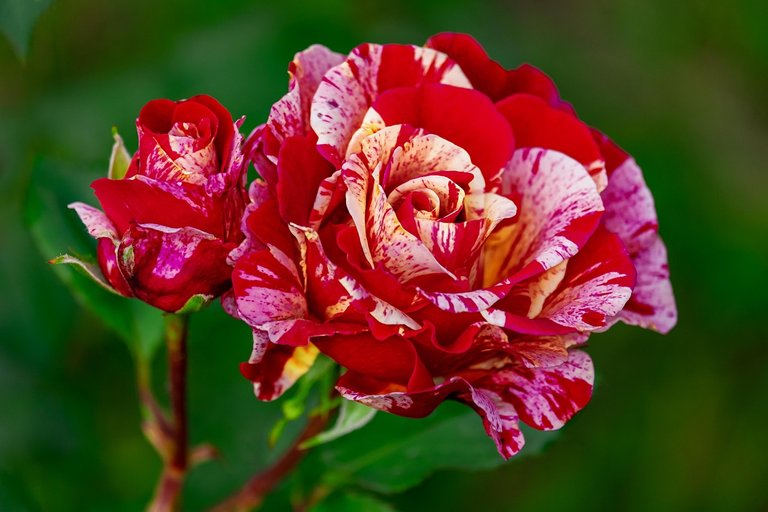 The Roses 