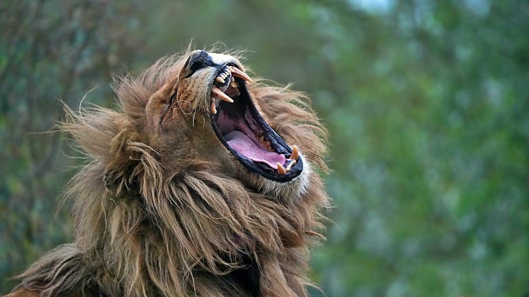 Let's Roar! June 2025 LPUD 