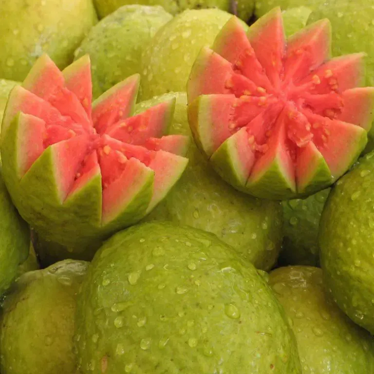 Guava Magic ✩ (unhinged)