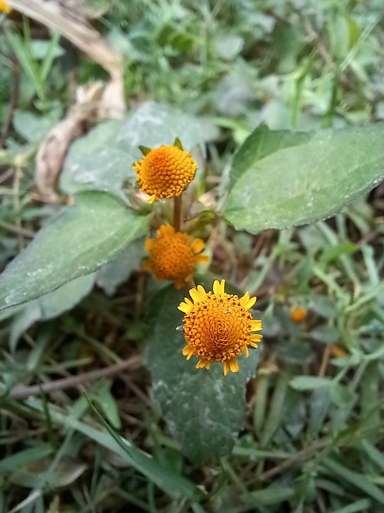 spotflowers photography 