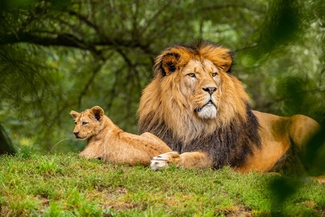 WILDLIFE
