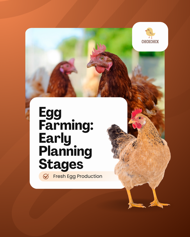 Chickchick Egg Farming: The Planning Stages.