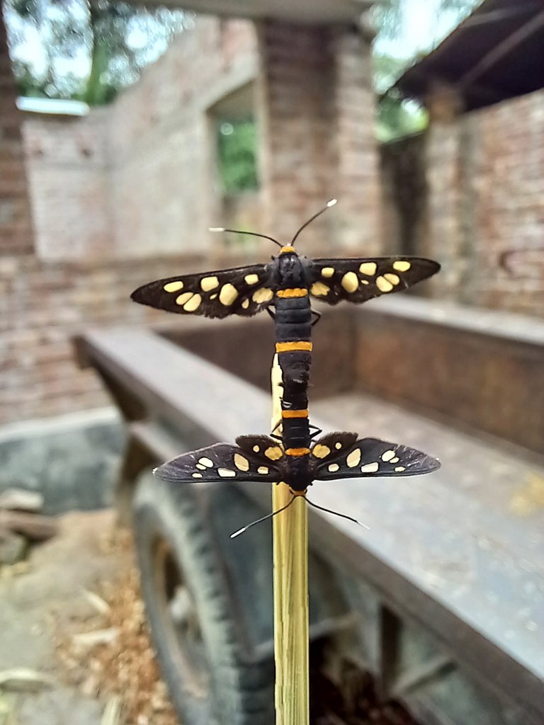 Handmaidens photography 