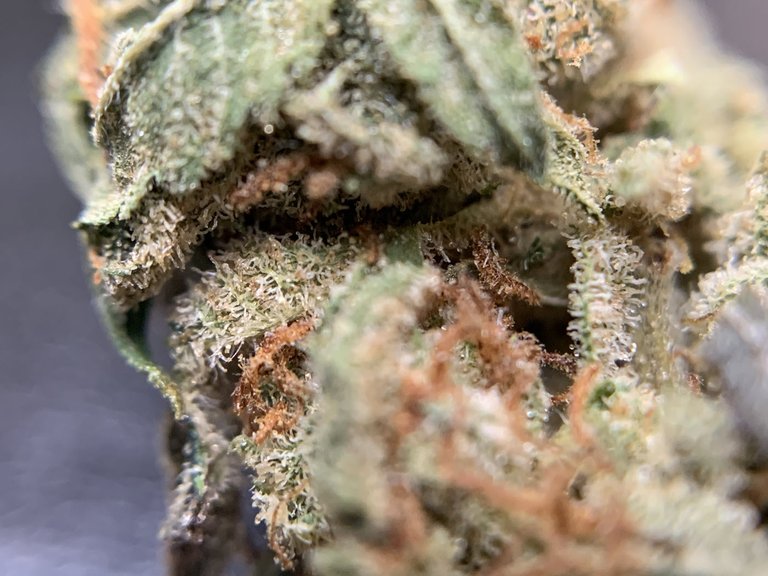 GirlScoutCookies-003.jpg