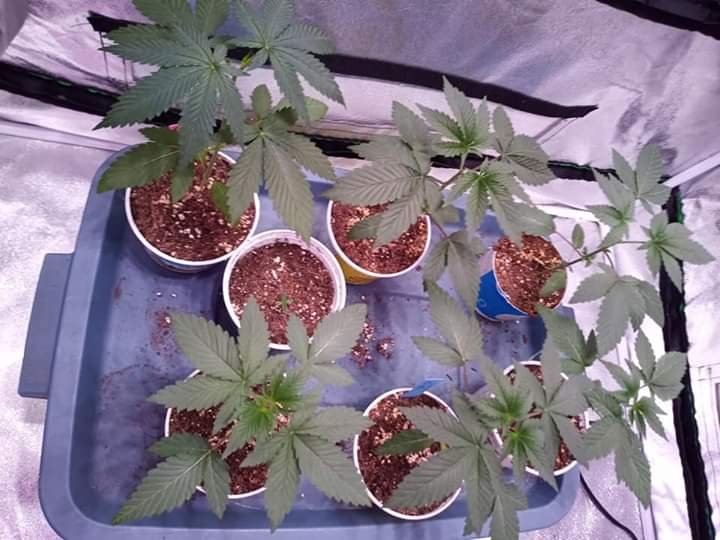 Grow image-20200329-1.jpg