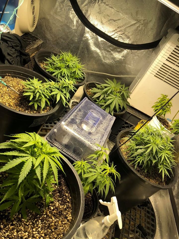 Grow image-20200601.jpg