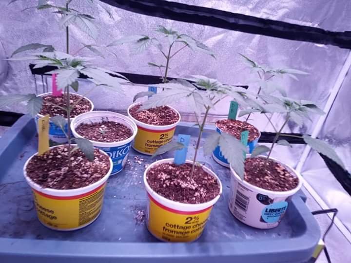 Grow image-20200329.jpg
