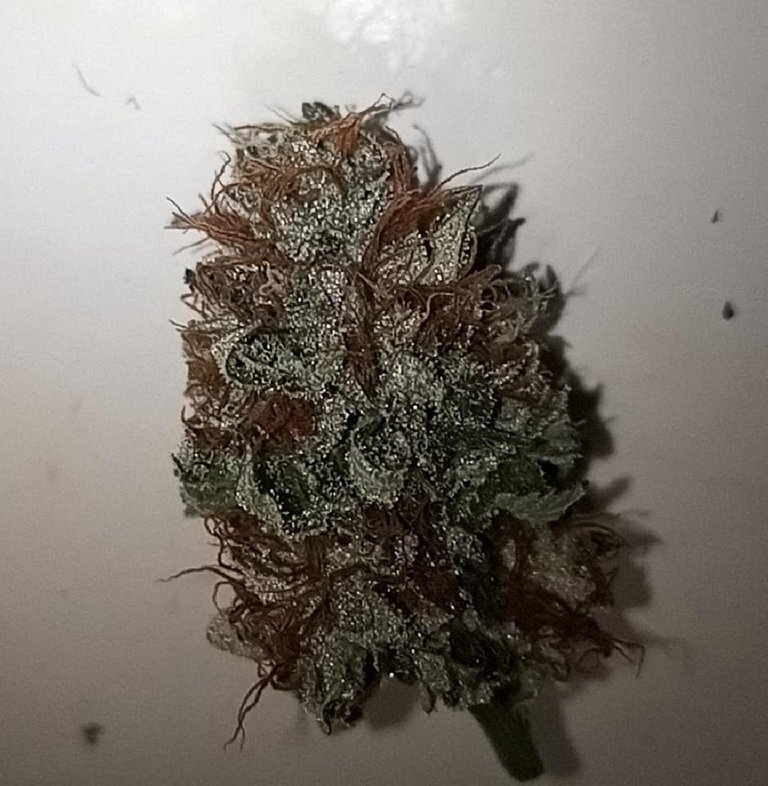 Grow Image-20200603.jpg