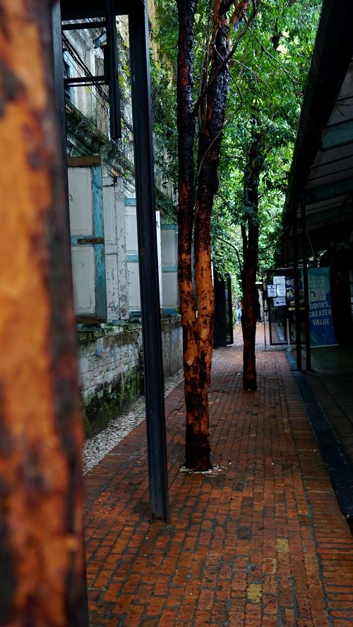 Trees, and more trees... we want more trees... Scene just outside Kong Heng