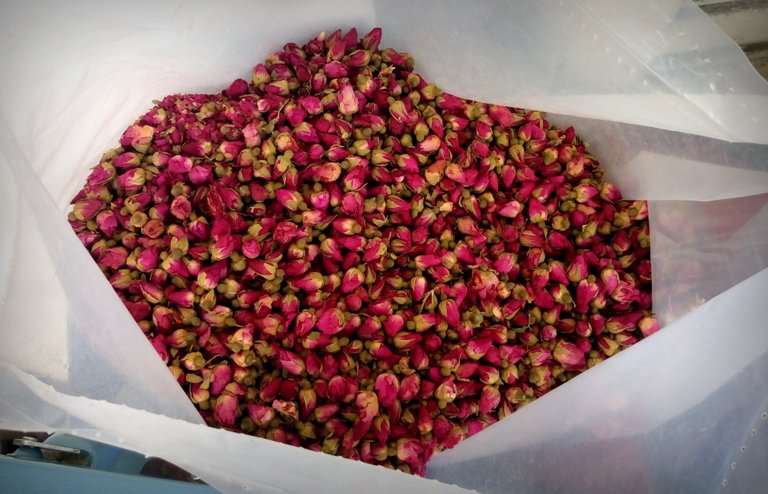 Rose buds! Dried, for a rose tea, perhaps?