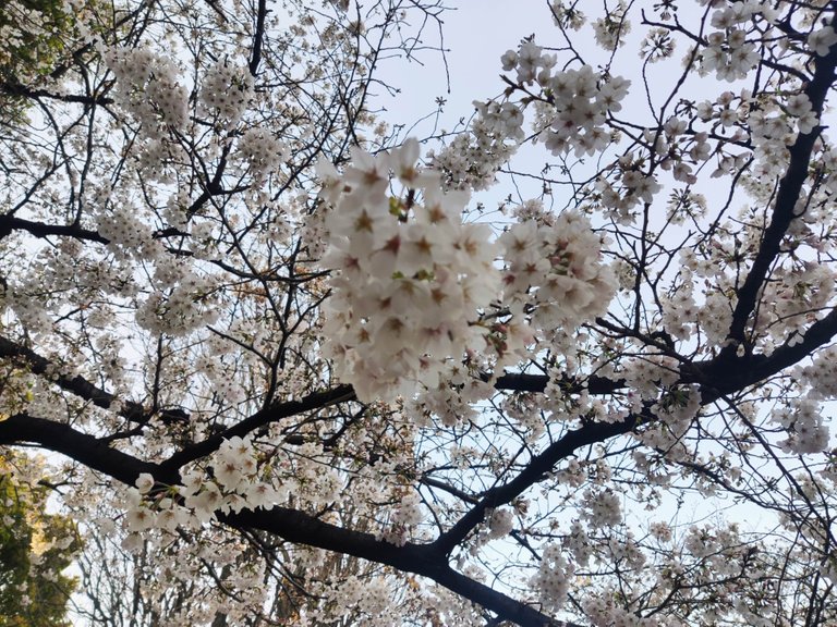 Chidorigafuchi