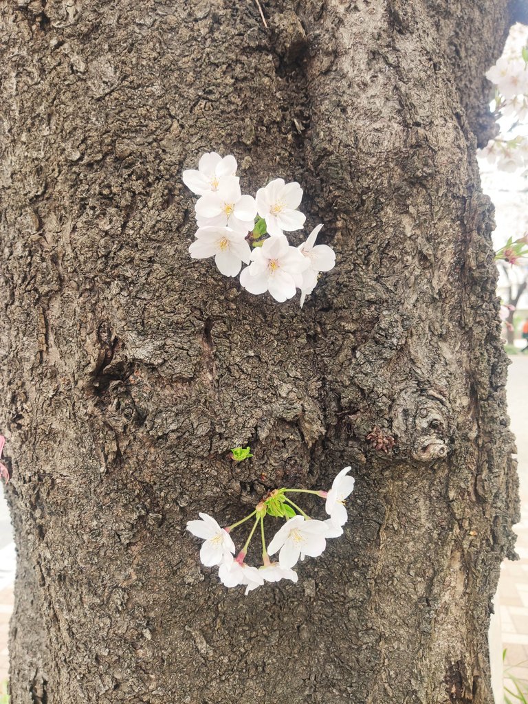 Toyama Park