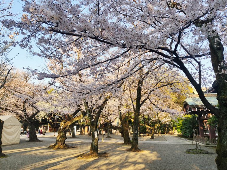 Yasukuni Jinja