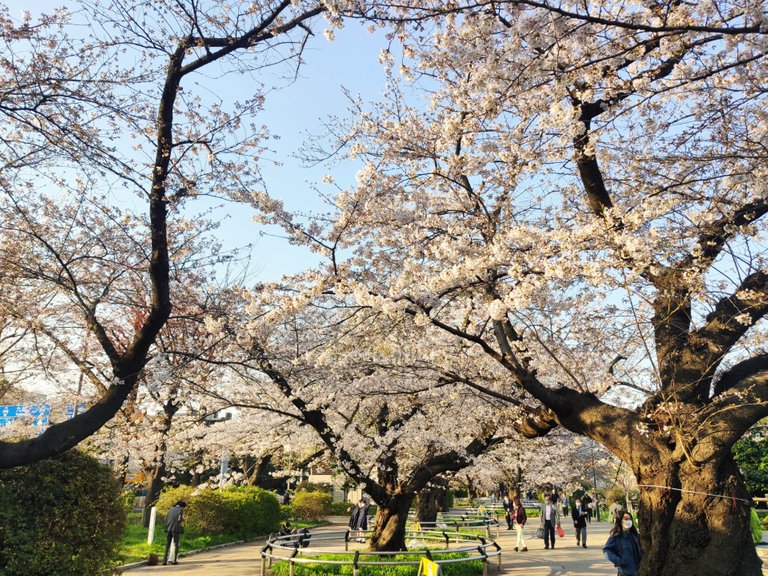 Chidorigafuchi