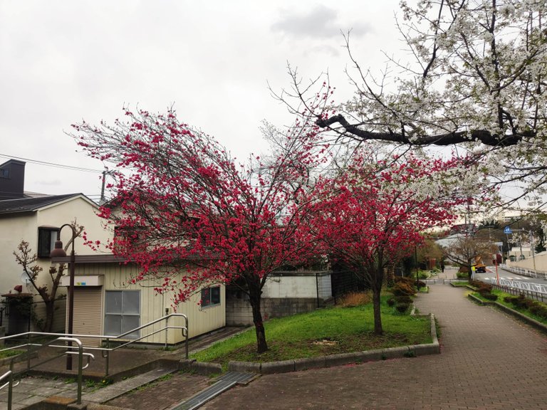 Toyama Park