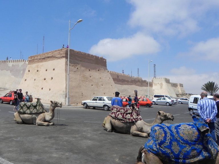 camels in the center of the city