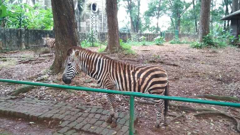 unique zebra