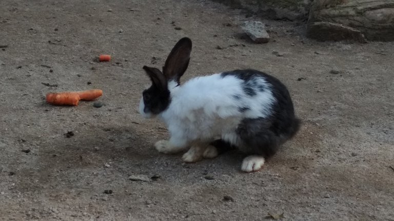 ingenious rabbit