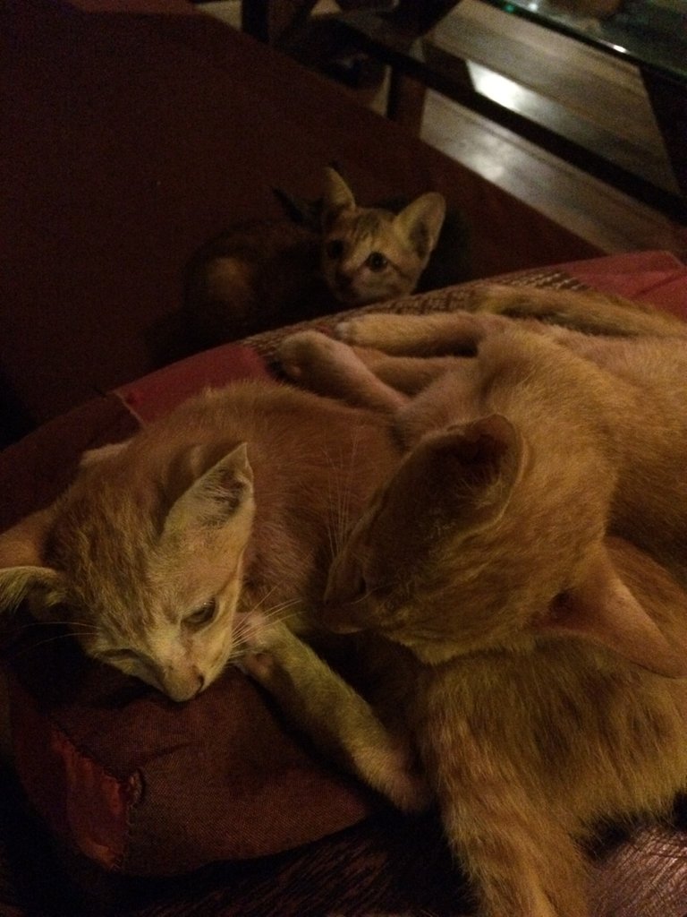 The cats still in a pile sleeping.