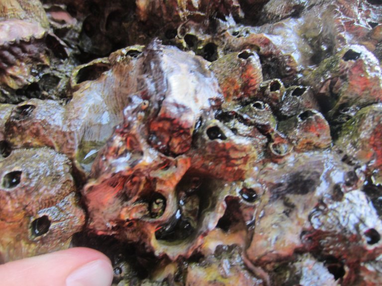The red on these barnacles is a difference between the other...I wonder if they are different?
