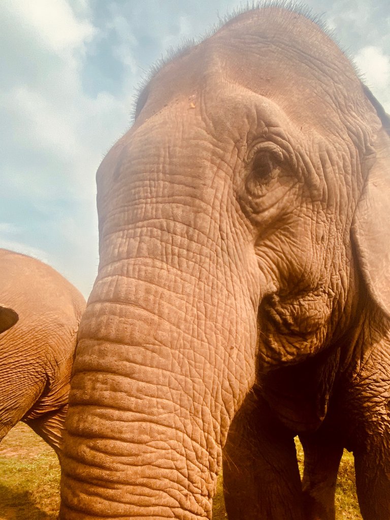 They say elephants never forget and this lady has been through a lot. 