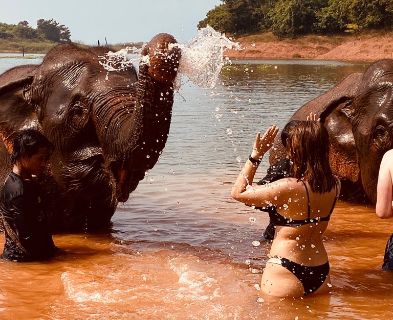 Elephants are such playful souls. 