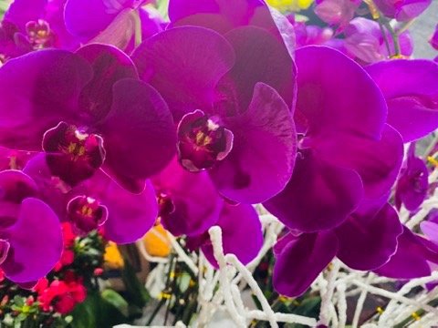 Orchids