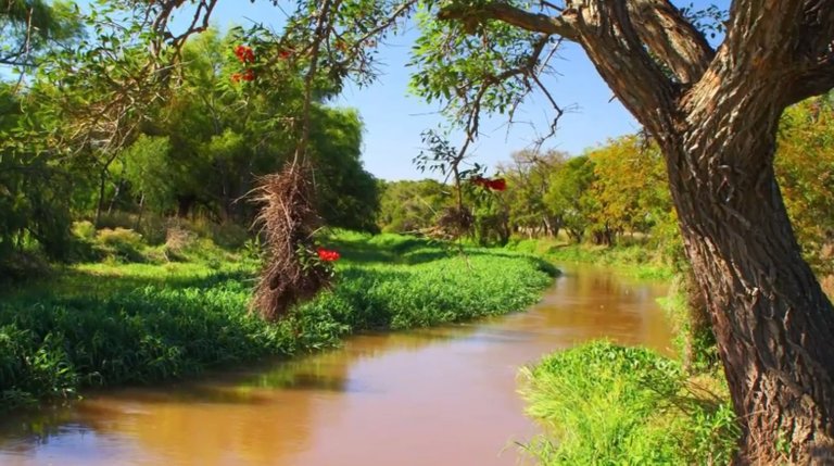 Much of the biodiversity comes from the North of the country as a consequence of sediments carried by the Parana river.