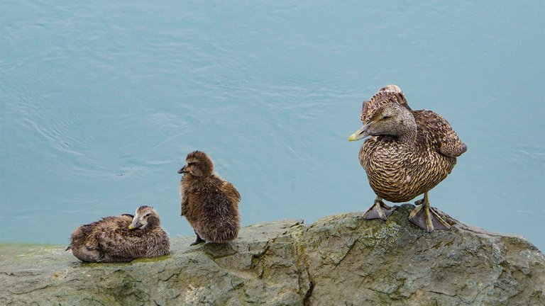 I guess these little ones don’t mind the weather. ;)