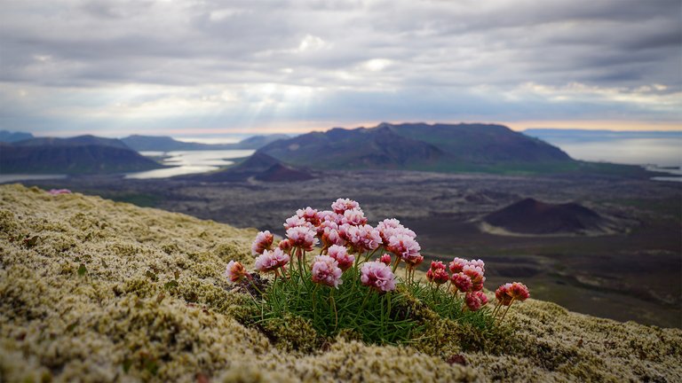 A short rest on soft moss :)