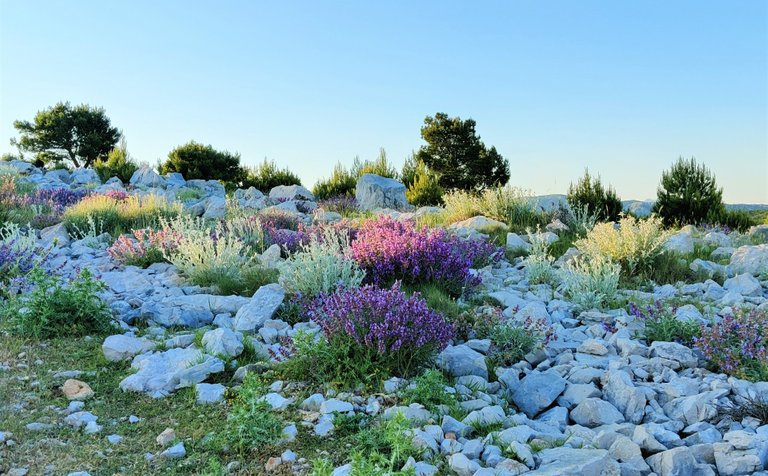 Flowers on the top of the hill above Dubrovnik