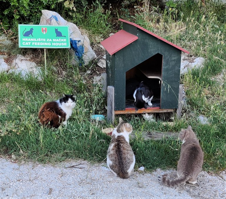 Cat feeding house
