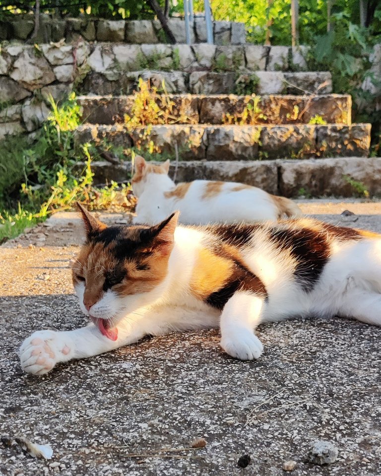 Cat in dubrovnik