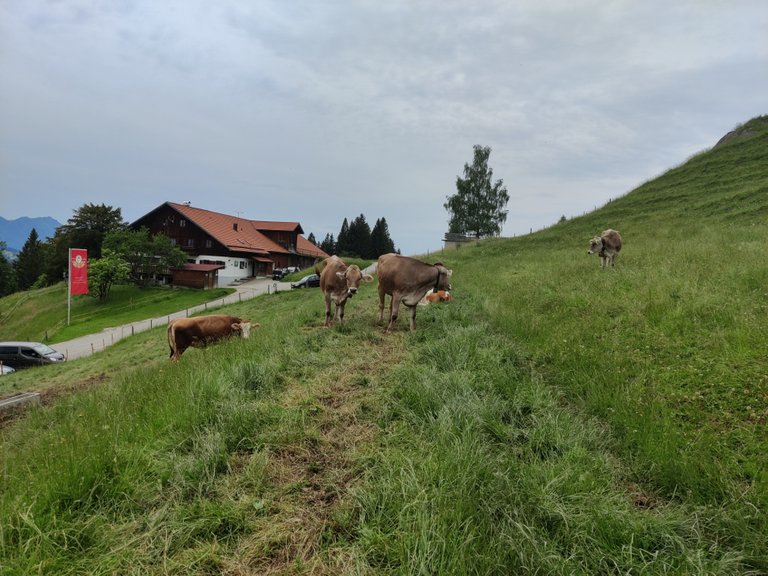 cows on a mountain in Bavaria