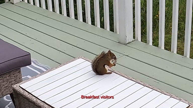 Breakfast visitors