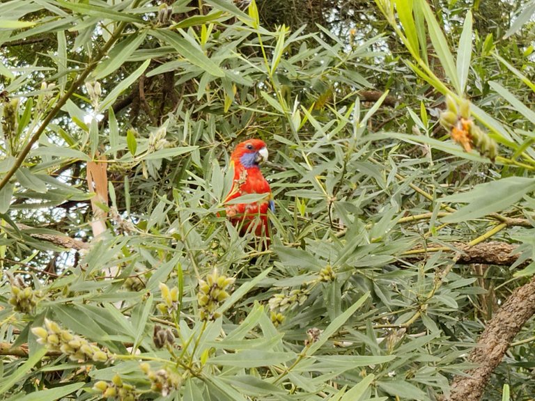 Australian National Botanic Gardens.jpg