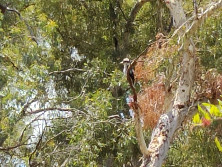 Australian National Botanic Gardens.jpg