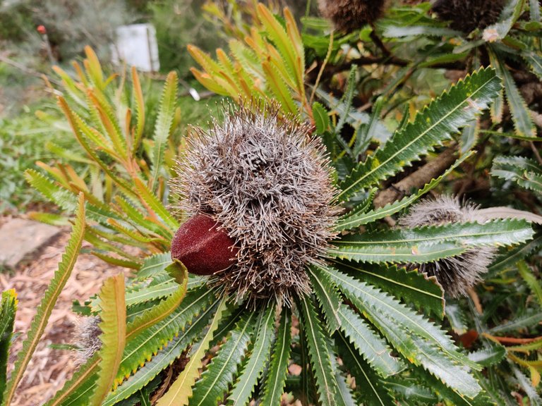 Australian National Botanic Gardens.jpg